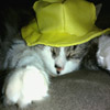 play Jigsaw: Hat Cat