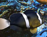 play Hidden Animals Fish