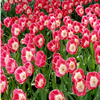 play Tulip 3 Jigsaw Puzzle