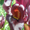 play Purple Iris 2 Jigsaw Puzzle