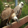 play Griffon Vulture Jigsaw Puzzle