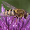 play Hybrid Bees