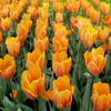 play Tulip 2 Jigsaw Puzzle