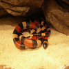 play Pueblan Milk Snake Jigsaw Puzzle