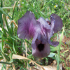 Gilboa Iris Jigsaw Puzzle