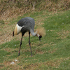 play Gray Crane Jigsaw Puzzle