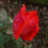 play Rose 2 Jigsaw Puzzle