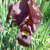 play Purple Iris Jigsaw Puzzle
