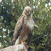 play Long Legged Buzzard Jigsaw Puzzle