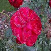 play Rose Jigsaw Puzzle