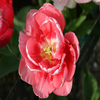 play Tulip Jigsaw Puzzle