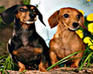 play Hidden Numbers-Puppies