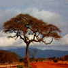 play Jigsaw: Desert Tree