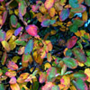 Jigsaw: Autumn Leafs