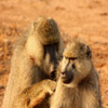 play Jigsaw: Monkeys