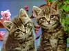 play Cute Friends: Twin Kitties