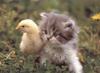 play Cute Friends: Chick And Kitty