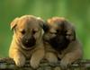 play Cute Friends: Puppy Twins