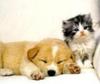 play Cute Friends: Puppy And Kitty