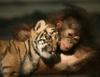 play Cute Friends: Chimp And Tiger