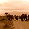 play Jigsaw: Elephants