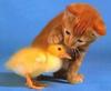 Cute Friends: Kitty And Chick