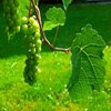 play Jigsaw: Grapes