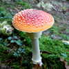 play Jigsaw: Red Toadstool