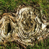 play Jigsaw: Wood Formation