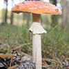 play Hidden Ambers - Nature 3