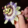 play Jigsaw: Passion Flower