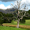 play Jigsaw: Dead Tree