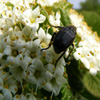 play Jigsaw: Flower Beetle
