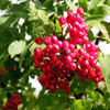 Jigsaw: Bright Berries