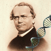 play Mendel Quiz (Genetics)