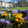 play Jigsaw: Crocus