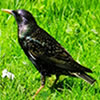 play Hidden Emeralds: Birds