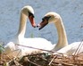 play Swans Puzzle