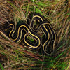 play Jigsaw: Snake In The Grass