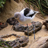 play Jigsaw: Heron