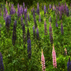 play Jigsaw: Field Of Flowers