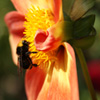 play Jigsaw: Bee And Flower
