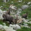 play Jigsaw: Alpine Ibex