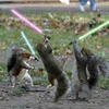 play Fighting Squirrels