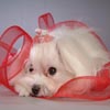 play Puzzles Maltese Puppies 2