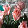 play Jigsaw: Pink Roses