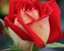 play Rose Puzzle