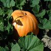 play Jigsaw: Pumpkin Hiding