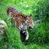 play Jigsaw: Jaguar