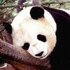 play Puzzle Panda